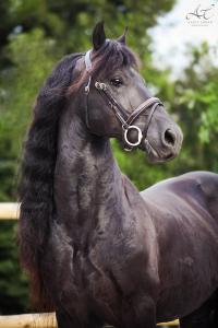 Tierbilder Pferde 200x300 - Diamanten Bild Für Whatsapp
