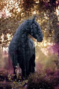 Tierbilder Pferde Für Whatsapp 200x300 - Reiten Pferde Kostenlos Herunterladen