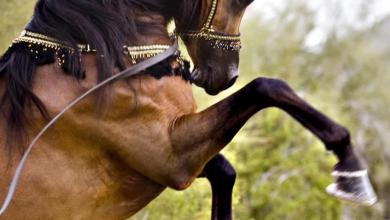 Bild von Tierbilder Pferde Für Facebook