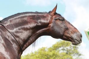 Tierbilder Pferde Kostenlos Herunterladen 300x200 - Dressurpferde Kaufen