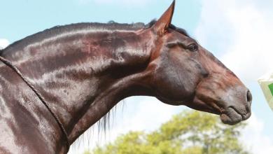 Bild von Tierbilder Pferde Kostenlos Herunterladen