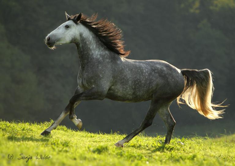 Tiere Pferde