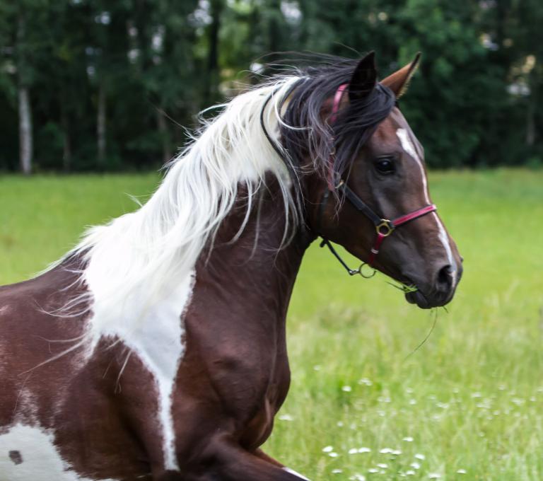 Tiere Pferde Für Facebook