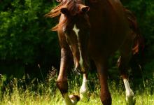 Bild von Tiere Pferde Kostenlos Herunterladen bilder fürs handy