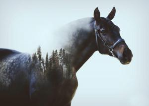 Tinker Pferd 300x214 - Andalusier Für Facebook
