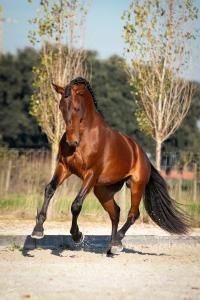 Tinker Pferd Kaufen Für Facebook 200x300 - Falbes Pferd Kaufen Kostenlos Herunterladen