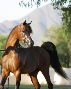 Tinker Pferd Kaufen Kostenlos Downloaden 240x300 - Pferde Profilbilder