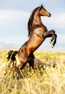 Tinker Pferd Kaufen Kostenlos Herunterladen 209x300 - Araber Für Whatsapp