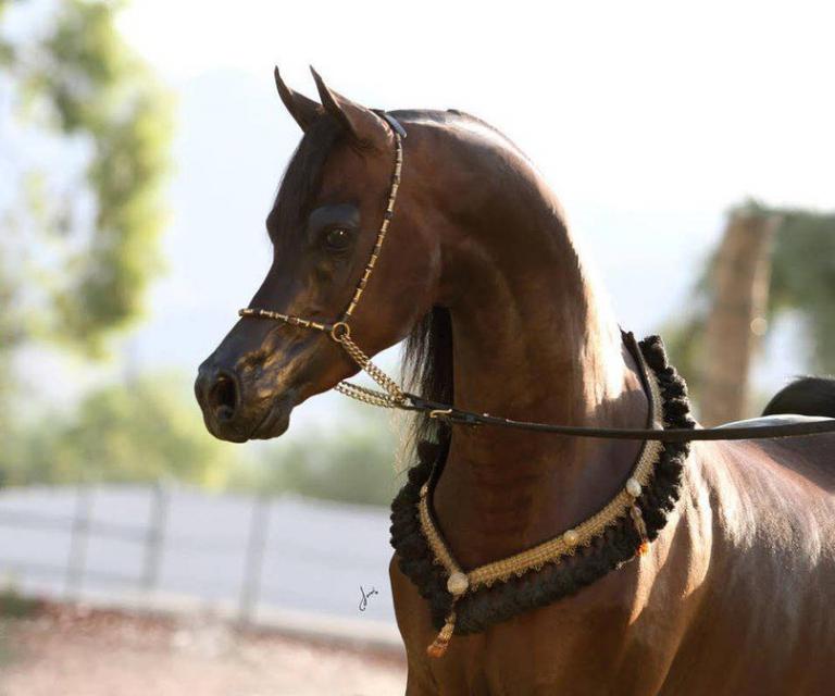 Tinker Pferde Bilder