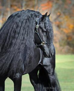 Tinker Pferde Bilder Für Facebook 245x300 - Andalusier Pferde Bilder Kostenlos Herunterladen