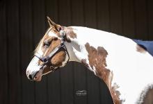 Bild von Trakehner Pferde Für Facebook bilder fürs handy