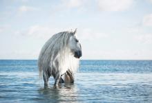 Bild von Trakehner Pferde Kostenlos Herunterladen bilder fürs handy