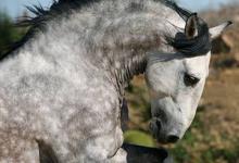 Bild von Ungarn Pferd Kaufen bilder fürs handy