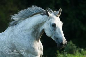 Ungarn Pferd Kaufen Für Whatsapp 300x200 - Westernpferde Bilder