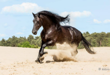 Bild von Ungarn Pferd Kaufen Für Facebook bilder fürs handy