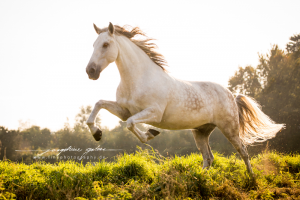 Ungarn Pferd Kaufen Kostenlos Herunterladen 300x200 - Bilder Von Schönen Pferden Für Facebook