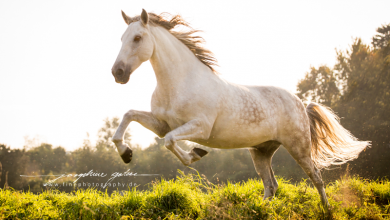 Bild von Ungarn Pferd Kaufen Kostenlos Herunterladen