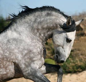 Ungarn Pferd Kaufen - Ungarn Pferd Kaufen