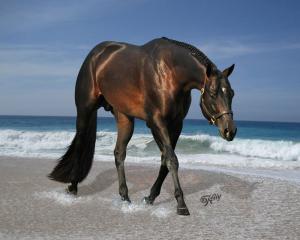 Unsere Pferde Für Facebook 300x240 - Pferde Zu Verkaufen Kostenlos Herunterladen