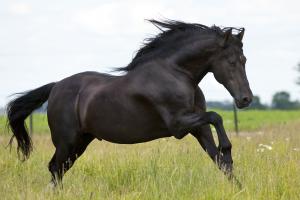 Unsere Pferde Kostenlos Herunterladen 300x200 - Suche Bilder Von Pferden Für Facebook