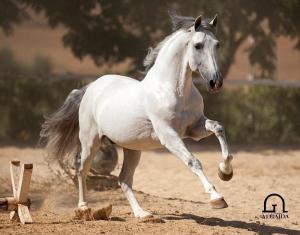 Würmer Bilder Kostenlos Herunterladen 300x235 - Ponys Und Pferde Zu Verkaufen