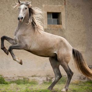 Weiße Pferde Bilder Kostenlos Herunterladen 300x300 - Bilder Von Schönen Pferden Für Facebook