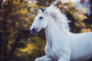 Weiße Pferde Kaufen Für Facebook 300x200 - Weiße Pferde Kaufen Für Facebook