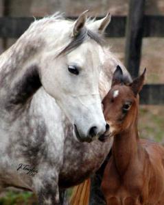 Weiße Pferde Kaufen Für Whatsapp 239x300 - Belgier Pferd Kaufen Für Facebook