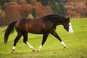 Weihnachten Pferde Bilder Kostenlos Herunterladen 300x200 - Körpersprache Pferde Bilder Für Facebook