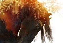 Bild von Westernpferde Bilder fürs handy