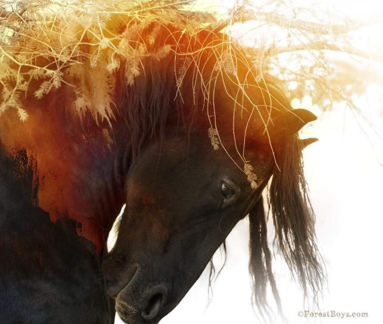 Westernpferde Bilder