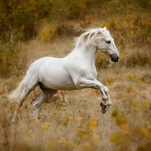 Westernpferde Bilder Für Facebook 300x300 - Norweger Pferde Bilder Kostenlos Herunterladen