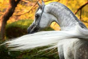 Westernpferde Bilder Für Whatsapp 300x200 - Spanische Pferde Verkauf Kostenlos Herunterladen