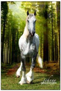 Wie Bilde Ich Ein Pferd Aus Für Whatsapp 200x300 - Pferde Gemälde Für Facebook
