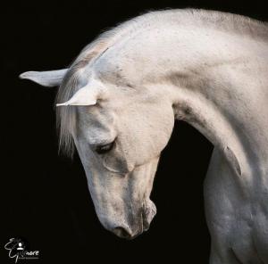 Witzige Pferde Bilder Für Facebook 300x296 - Spanische Pferde Verkauf Kostenlos Herunterladen
