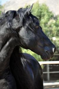 Wunderschöne Pferde Bilder 199x300 - Pferde Bilder Kostenlos Herunterladen Kostenlos Downloaden