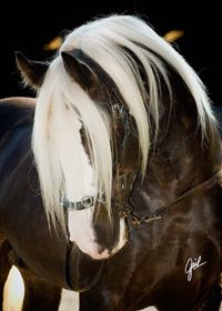 Wunderschöne Pferde Bilder Für Facebook - Pferde Kaufen Memmingen