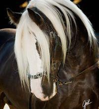 Bild von Wunderschöne Pferde Bilder Für Facebook