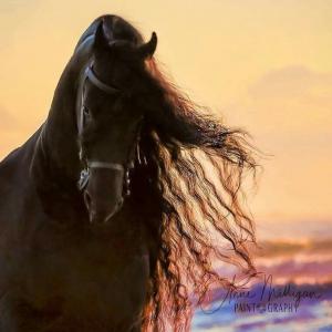 Zeig Mir Bilder Von Pferden Für Facebook bilder fürs handy