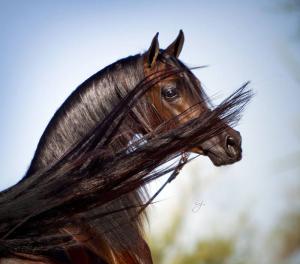 Zeig Mir Bilder Von Pferden Für Whatsapp bilder fürs handy