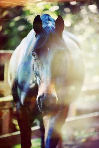 Zeig Mir Pferde Bilder Für Facebook bilder fürs handy