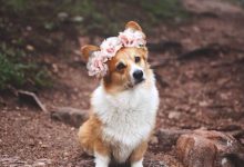 Bild von Alle Doggen Hunderassen bilder fürs handy