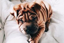 Bild von Alle Hunde bilder fürs handy