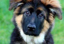 Bild von Alle Hunde Bilder Für Facebook bilder fürs handy