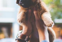 Bild von Alle Hunde Bilder Für Whatsapp bilder fürs handy