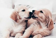 Bild von Alle Hunde Bilder Kostenlos bilder fürs handy