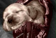 Bild von Alle Hunde Bilder Kostenlos Herunterladen bilder fürs handy