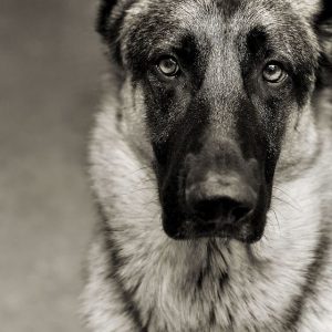 Alle Hunde Der Welt 300x300 - Bilder Von Hunden Für Facebook
