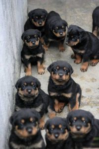 Alle Hunderassen Der Welt Mit Bild 200x300 - Bilder Von Labradoren Kostenlos