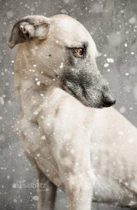 Alle Hunderassen In Deutschland 196x300 - Bilder Schäferhund Für Facebook